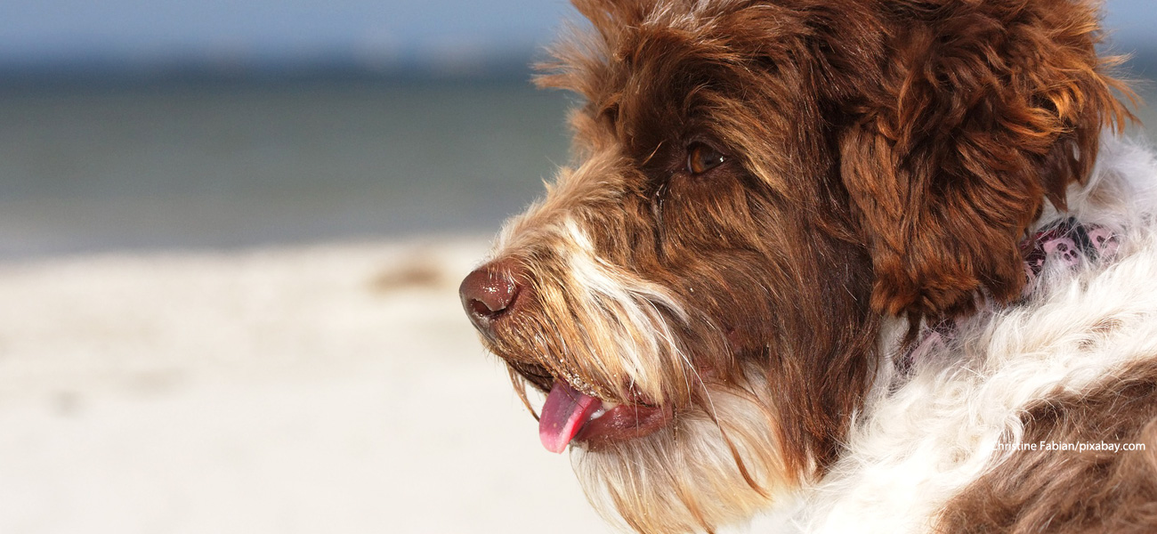dog1
